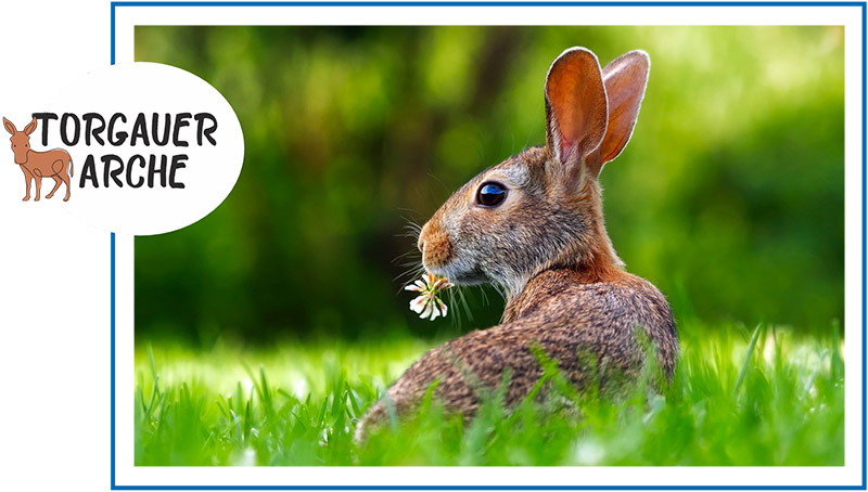 Hase