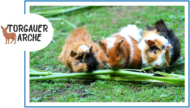 Meerschwein